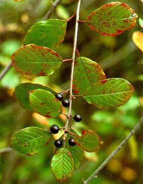 Buckthorn Bush leaves & berries